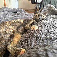 Iota participe au concours pour gagner de l'argent avec cette photo : abyssinian, animal, bed, bedroom, blanket, cat, couch, furniture, homedecor, indoors, kitten, linen, manx, person, pet, quilt, room, sleeping