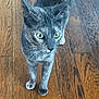 Iota a rejoint le concours — aidez-le/la à gagner de superbes lots ! abyssinian, accessories, animal, brasssection, cat, hardwood, horn, indoors, interiordesign, kitten, manx, musicalinstrument, pet, plywood, stainedwood, strap, wood