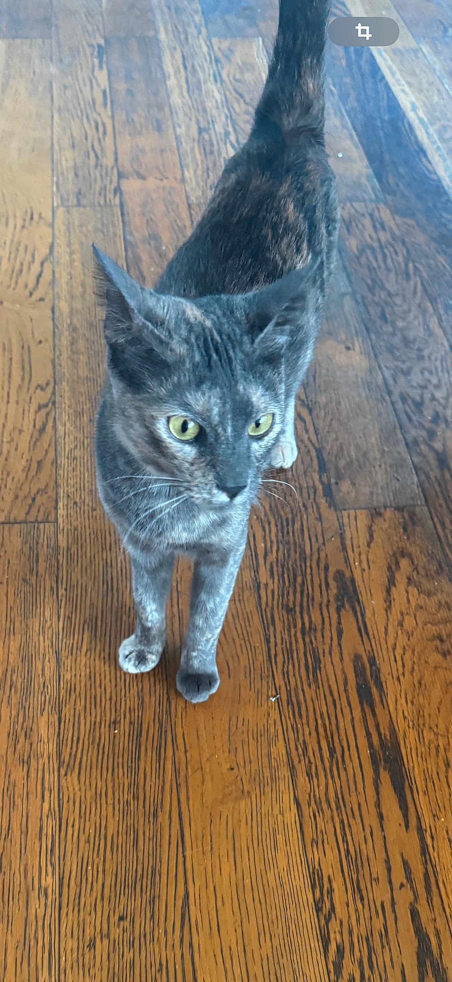 Iota a rejoint le concours — aidez-le/la à gagner de superbes lots ! abyssinian, accessories, animal, brasssection, cat, hardwood, horn, indoors, interiordesign, kitten, manx, musicalinstrument, pet, plywood, stainedwood, strap, wood