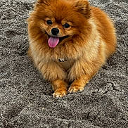 Vanille a rejoint le concours — aidez-le/la à gagner de superbes lots ! adorable, animal, canine, cute, dog, fluffy, friendly, fur, happy, mammal, outdoor, pet, playful, pomeranian, sand, sitting, small_dog, smiling, tongue, tongue_out