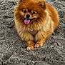 adorable, animal, canine, cute, dog, fluffy, friendly, fur, happy, mammal, outdoor, pet, playful, pomeranian, sand, sitting, small_dog, smiling, tongue, tongue_out