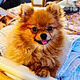 Vanille a rejoint le concours — aidez-le/la à gagner de superbes lots ! animal, bed, blanket, brown_fur, companion, cozy, cute, dog, domestic_animal, face, fluffy, friendly, fur, indoors, paw, pet, pomeranian, resting, small_dog, tongue_out