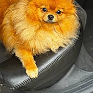 Vanille a rejoint le concours — aidez-le/la à gagner de superbes lots ! animal, car_seat, close_up, companion, cute, dog, domestic_animal, fluffy, friendly, fur, indoor, leather, looking_at_camera, mammal, orange_fur, pet, pomeranian, portrait, resting, small_dog