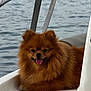 Vanille a rejoint le concours — aidez-le/la à gagner de superbes lots ! animal, boat, canine, companion, cute, daytime, dog, fluffy, fur, happy, leisure, nature, outdoor, pet, pomeranian, relaxed, seat, smiling, tongue_out, water
