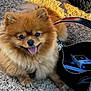 Vanille participe au concours pour gagner de l'argent avec cette photo : animal, bag, black_bag, can, cigarette_pack, closeup, daylight, dog, fluffy, fur, happy, outdoor, pet, pomeranian, sitting, smiling, stone_floor, tongue_out, winston, zipper