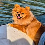 Vanille a rejoint le concours — aidez-le/la à gagner de superbes lots ! animal, boat, canine, cute, dog, fluffy, fur, happy, leisure, nature, outdoor, pet, pomeranian, recreation, relaxation, smiling, summer, sunlight, tongue_out, water