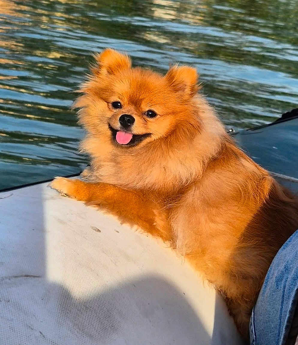 Vanille a rejoint le concours — aidez-le/la à gagner de superbes lots ! animal, boat, canine, cute, dog, fluffy, fur, happy, leisure, nature, outdoor, pet, pomeranian, recreation, relaxation, smiling, summer, sunlight, tongue_out, water