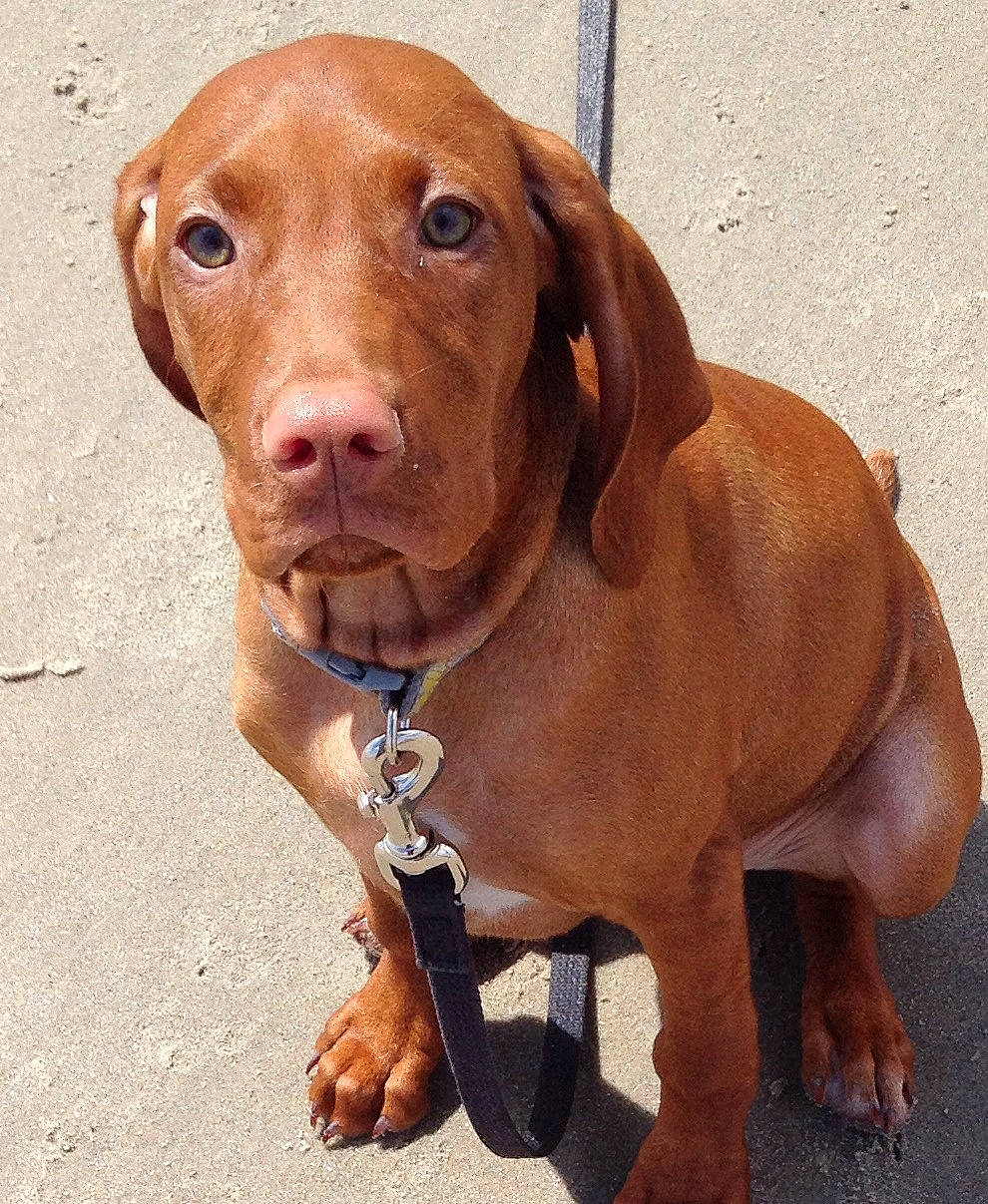 Baylie is registered to the contest to win money with this photo: canidae, carnivore, collar, companion_dog, dog, dog_breed, dog_collar, eye, fawn, fur, gun_dog, hunting_dog, liver, sporting_group, terrestrial_animal, whiskers, working_animal, working_dog