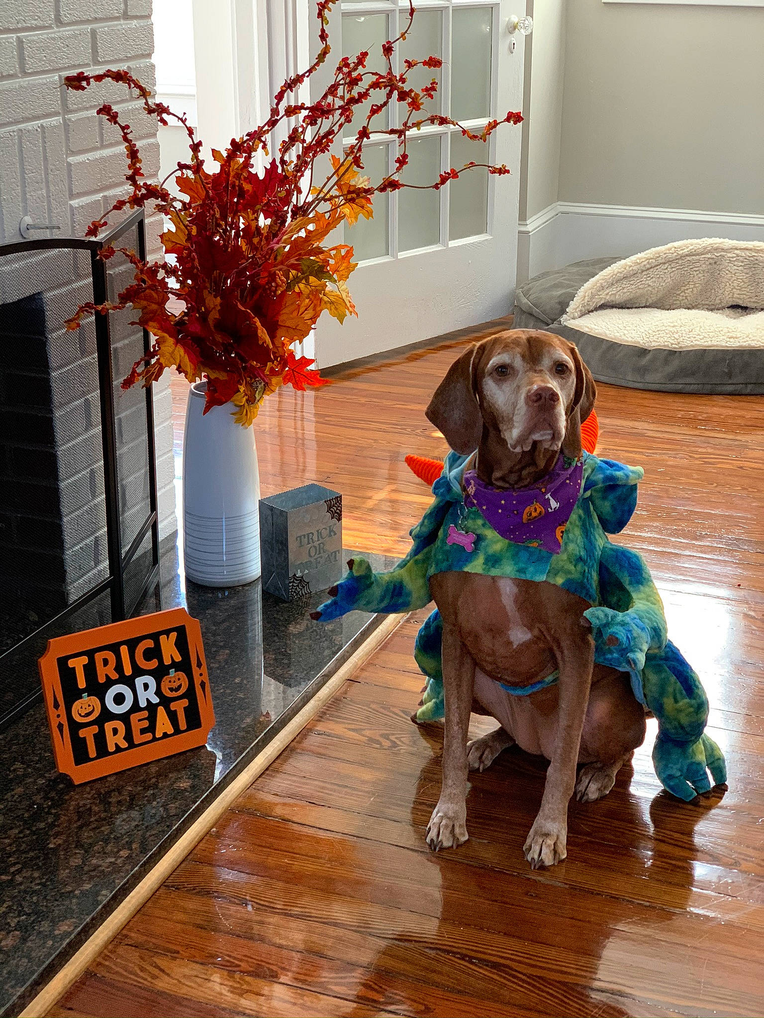 Baylie is registered to the contest to win money with this photo: carnivore, collar, companion_dog, dog, dog_breed, dog_supply, fawn, floor, flooring, flower, flowerpot, hardwood, liver, orange, plant, sporting_group, twig, wood, wood_stain, working_animal