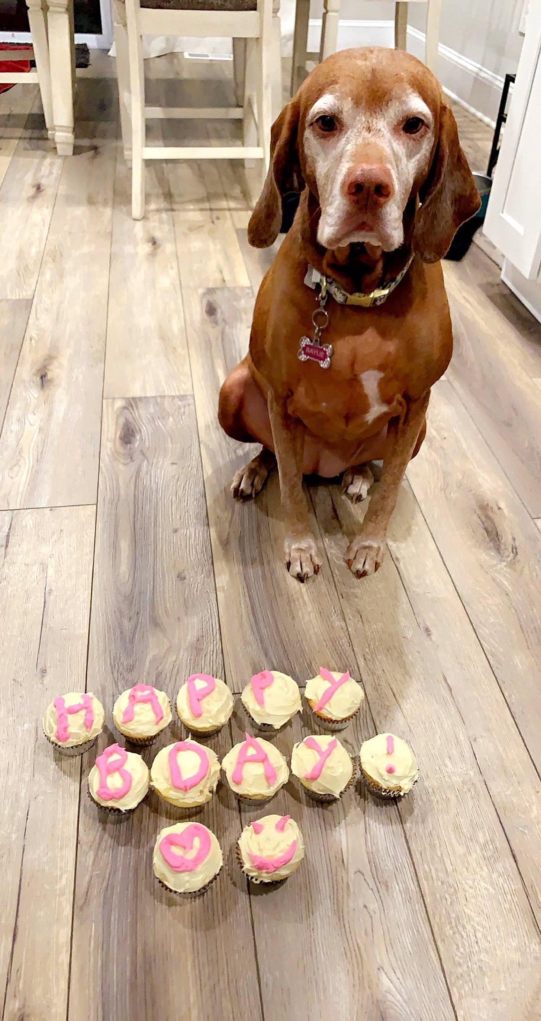 Baylie joined the competition — help win amazing prizes! carnivore, companion_dog, cuisine, dish, dog, dog_breed, dog_collar, event, fawn, floor, flooring, food, hardwood, ingredient, liver, plank, sweetness, wood, wood_stain, working_animal