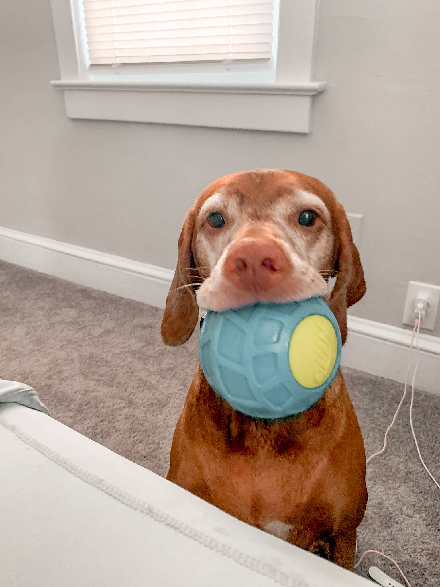 Baylie is registered to the contest to win money with this photo: canidae, carnivore, companion_dog, dog, dog_breed, dog_supply, ear, fawn, hound, liver, pet_supply, sash_window, snout, sporting_group, tennis_ball, window, window_blind, window_covering, window_treatment, working_animal