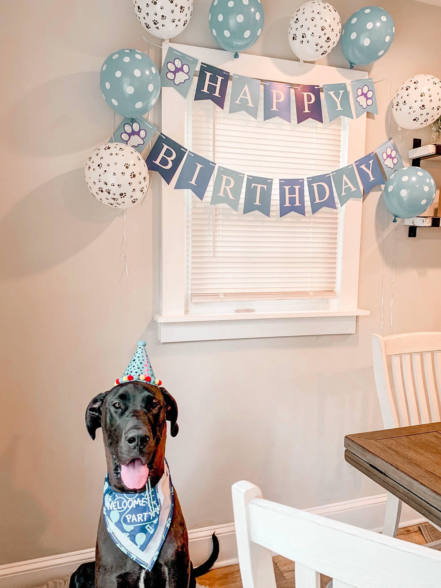 Marty joined the competition — help win amazing prizes! blue, carnivore, collar, companion_dog, dog, dog_breed, dog_collar, dog_supply, fawn, flooring, furniture, grey, hardwood, interior_design, light, pet_supply, table, white, wood, working_animal