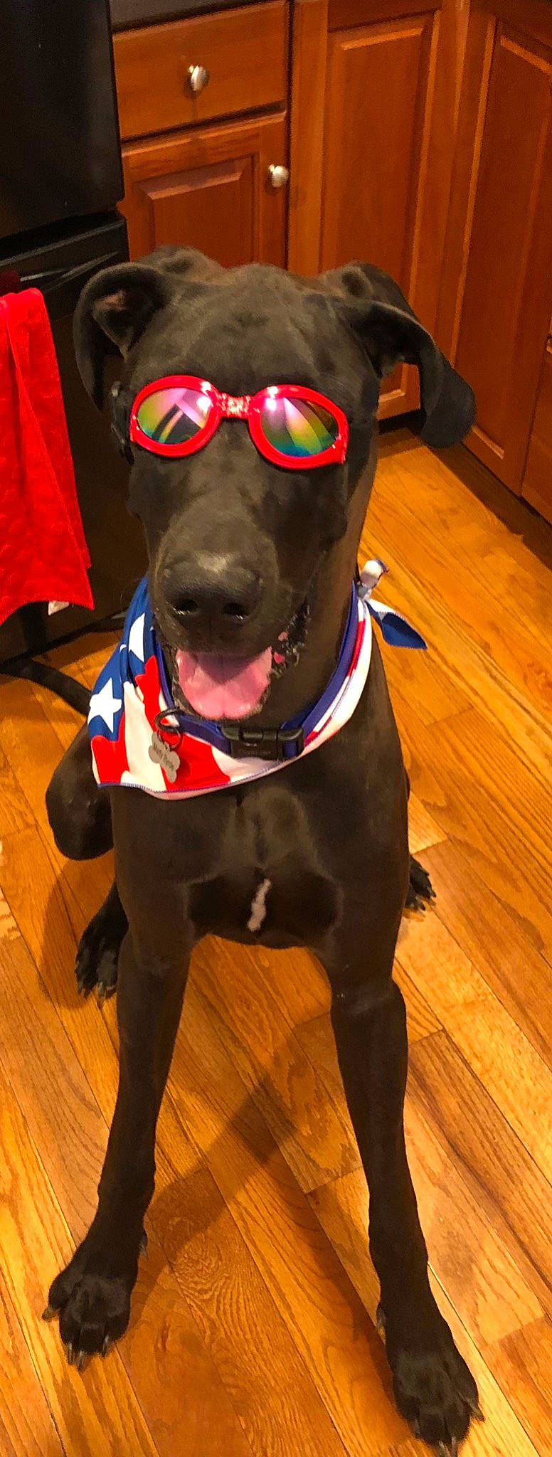 Marty joined the competition — help win amazing prizes! cabinetry, carnivore, collar, companion_dog, dog, dog_breed, dog_clothes, dog_collar, dog_supply, fawn, flooring, hardwood, leash, personal_protective_equipment, pet_supply, snout, sunglasses, whiskers, wood, working_animal