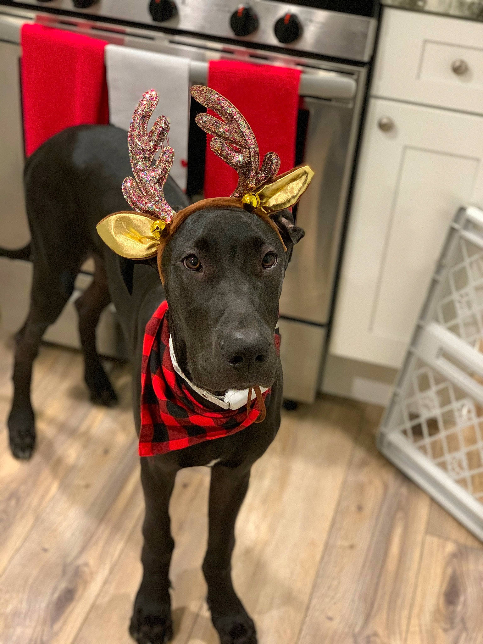 Marty joined the competition — help win amazing prizes! cabinetry, carnivore, collar, companion_dog, dog, dog_breed, dog_collar, dog_supply, fawn, floor, flooring, kitchen, kitchen_appliance, kitchen_stove, pet_supply, snout, tail, whiskers, wood, working_animal