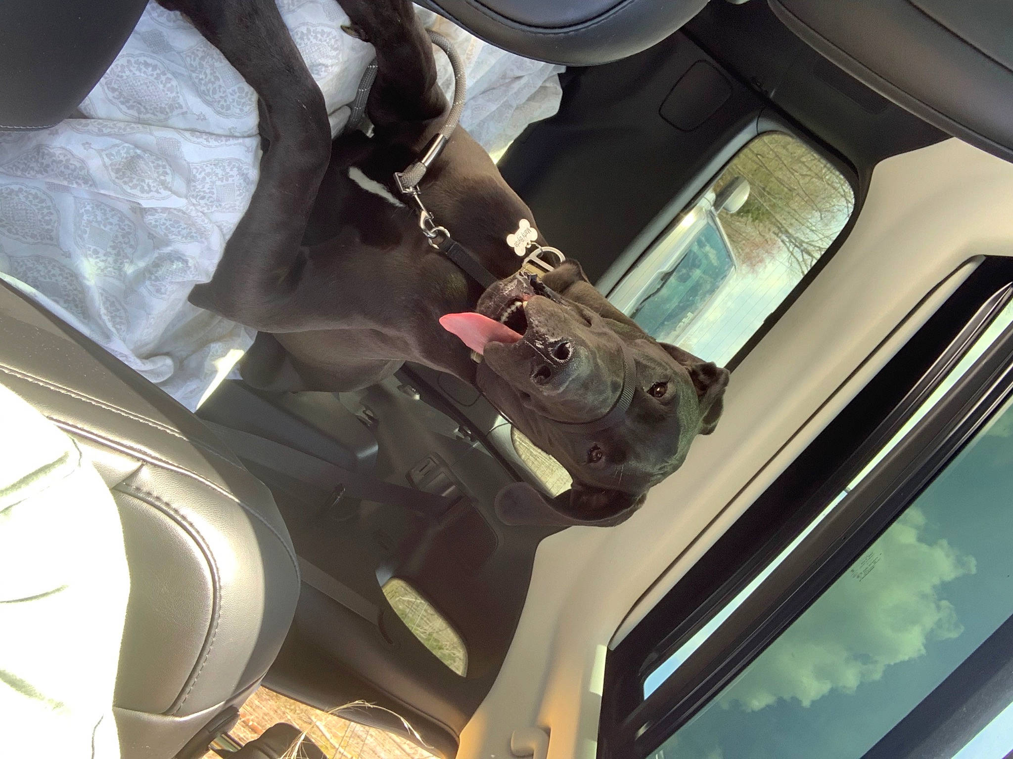 Marty joined the competition — help win amazing prizes! auto_part, automotive_design, automotive_exterior, automotive_lighting, automotive_mirror, car, car_seat, car_seat_cover, hood, motor_vehicle, personal_luxury_car, seat_belt, steering_part, steering_wheel, tints_and_shades, trunk, vehicle, vehicle_door, window, windshield