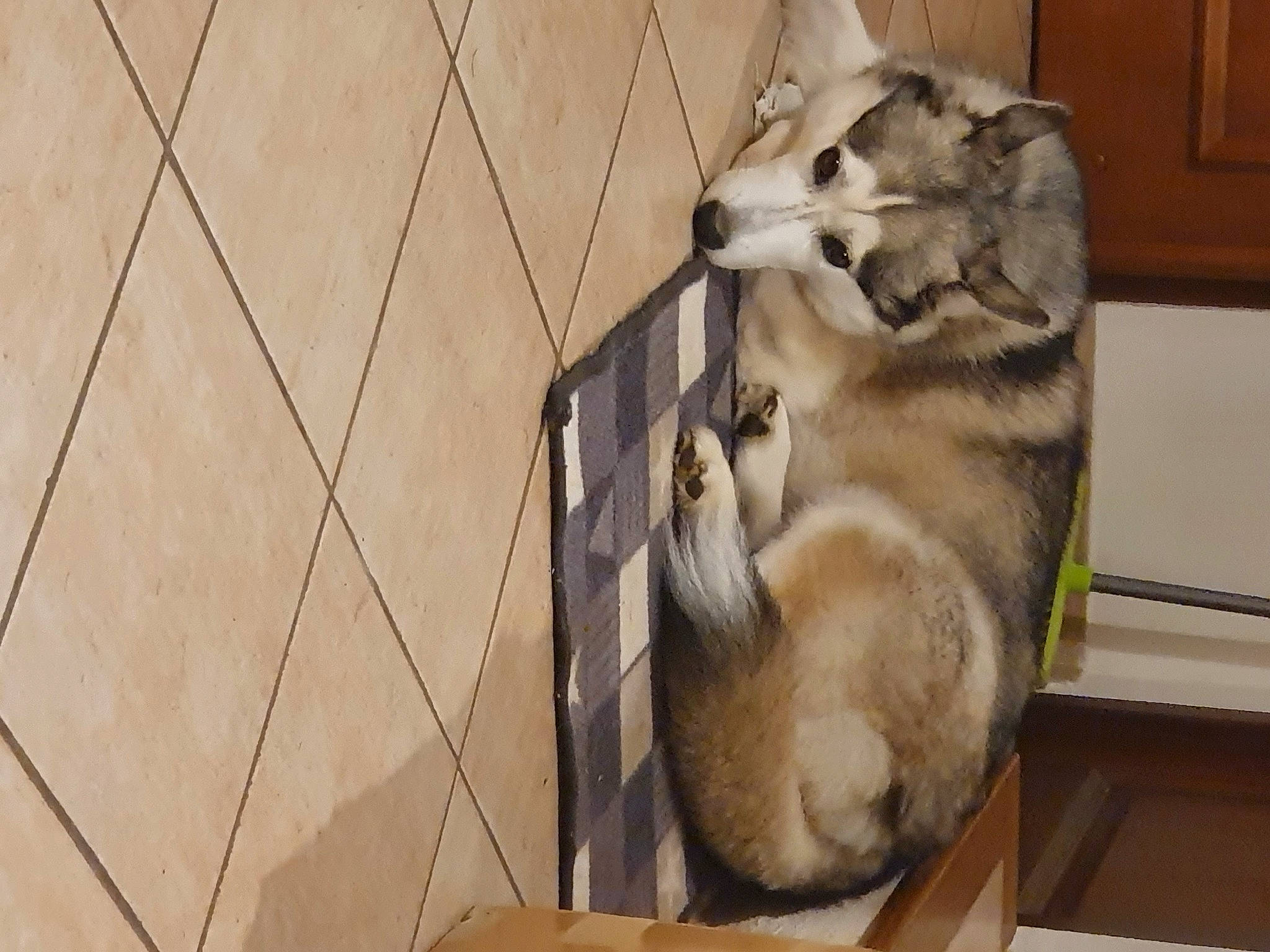 Nikita a rejoint le concours — aidez-le/la à gagner de superbes lots ! canidae, carnivore, companion_dog, dog, dog_breed, fawn, felidae, flooring, fur, hardwood, paw, siberian_husky, sled_dog, small_to_medium_sized_cats, snout, sporting_group, tail, wildlife, wolf, wood