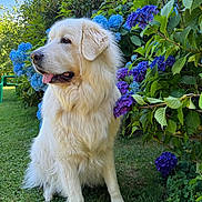 Mauna Loa participe au concours pour gagner de l'argent avec cette photo : blue_flowers, calm, cute, dog, fluffy, garden, golden_retriever_like, grass, hydrangea, leafy, nature, outdoor, pet, portrait, profile, purple_flowers, sitting, summer, tongue_out, white_dog