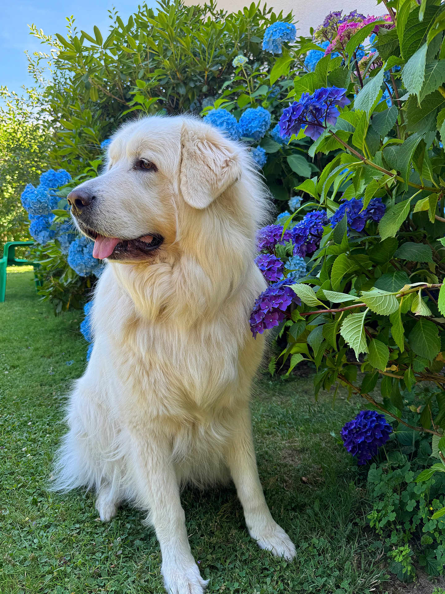 Mauna Loa participe au concours pour gagner de l'argent avec cette photo : blue_flowers, calm, cute, dog, fluffy, garden, golden_retriever_like, grass, hydrangea, leafy, nature, outdoor, pet, portrait, profile, purple_flowers, sitting, summer, tongue_out, white_dog