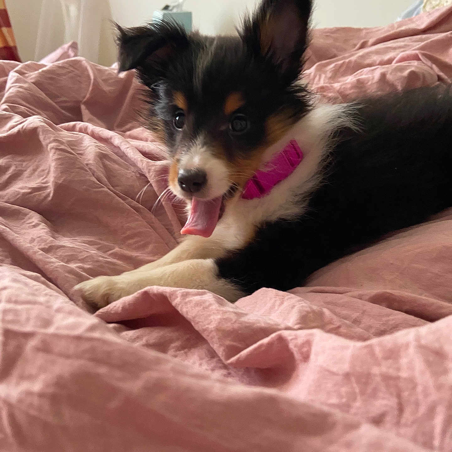 Lola Feury is registered to the contest to win money with this photo: adorable, animal, bed, closeup, collar, cozy, cute, dog, domestic_animal, ears_up, fur, fur_pattern, indoor, lying_down, pet, pink, puppy, sleepy, tongue_out, young