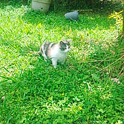 Purple a rejoint le concours — aidez-le/la à gagner de superbes lots ! cat, grass, garden, plants, greenery, outdoor, nature, animal, pet, feline, leaf, sunlight, daylight, pot, tipped_over, shrub, wildlife, mammal, walking, flora