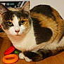 animal, basket, calendar, calico_cat, cat, close_up, colorful_toy, domestic, ear, fur, green_eyes, indoor, paw, pet, portrait, sitting, tail, toy_ring, whiskers, wooden_table