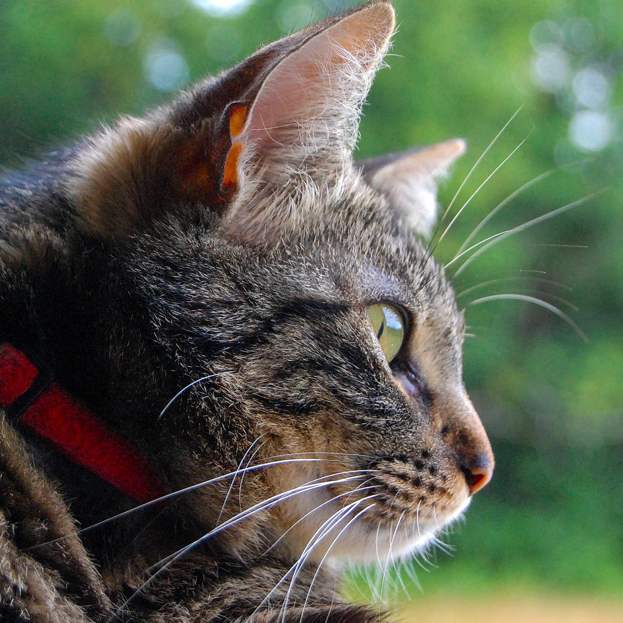 Ruby a rejoint le concours — aidez-le/la à gagner de superbes lots ! abyssinian, accessories, angora, animal, bodypart, cat, collar, egyptiancat, grass, harness, kitten, leash, manx, mouth, person, pet, plant, sleeping, strap