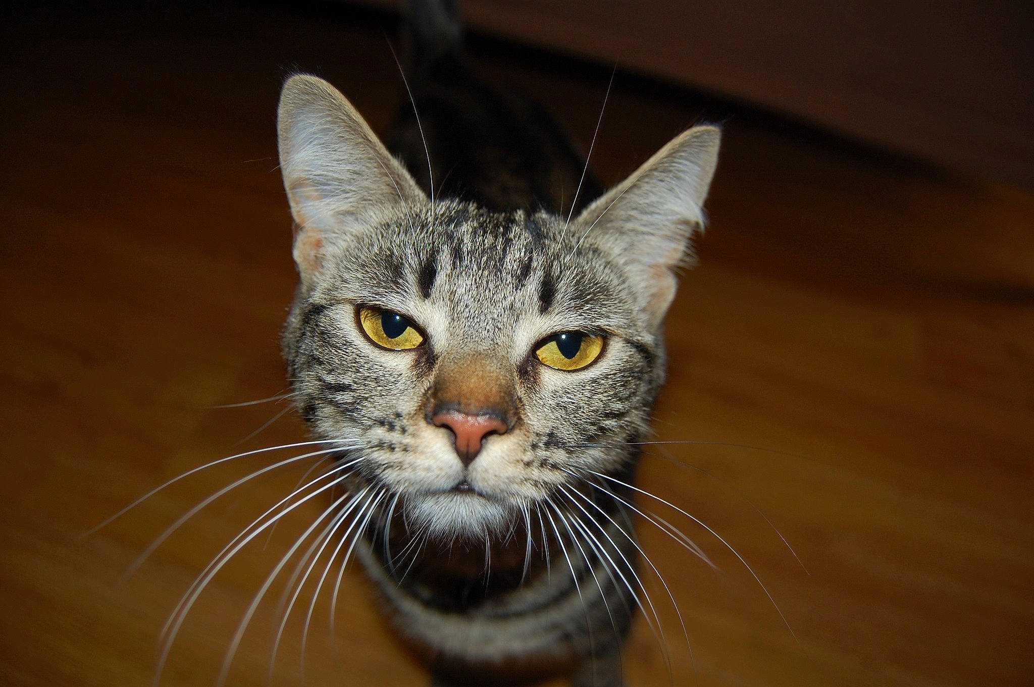 Ruby a rejoint le concours — aidez-le/la à gagner de superbes lots ! carnivore, cat, domestic_short_haired_cat, eye, fang, felidae, fur, hardwood, head, iris, small_to_medium_sized_cats, snout, terrestrial_animal, whiskers, wildlife, window, wood