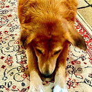 Sugar joined the competition — help win amazing prizes! dog, brown, white_paws, stretching, indoor, carpet, patterned_rug, pet, animal, fur, canine, relaxed, mammal, floor, domestic_animal, cute, paws, close_up, resting, companion