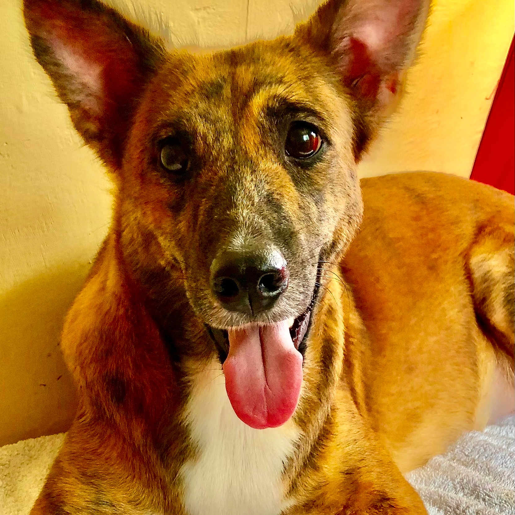 Sugar is registered to the contest to win money with this photo: animal, brindle_coat, brown, canine, closeup, companion, dog, ears, eyes, friendly, fur, indoor, lying_down, muzzle, nose, pet, playful, portrait, tongue_out, white_chest