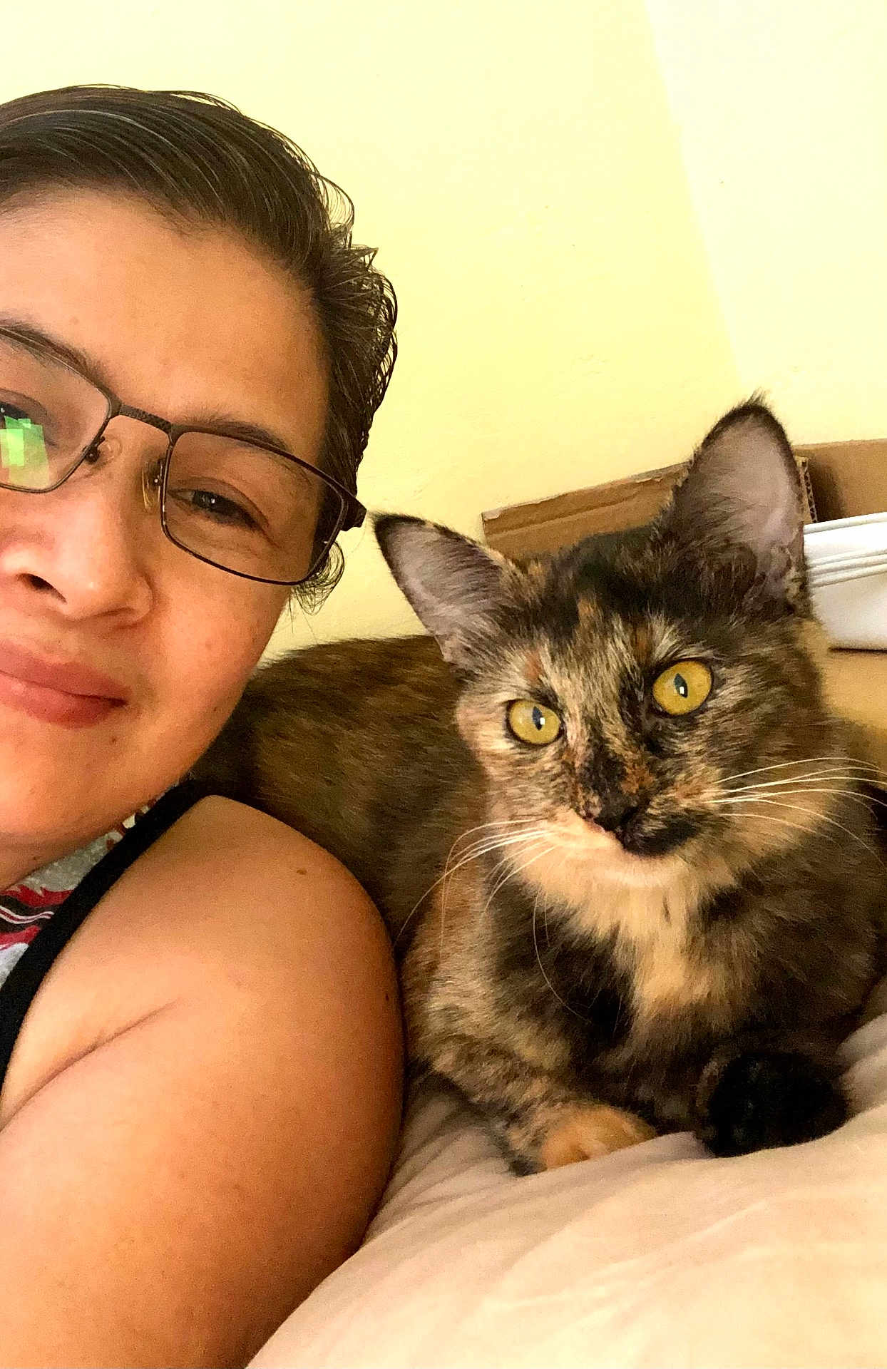 Cotton joined the competition — help win amazing prizes! person, cat, glasses, tortoiseshell_cat, indoor, bed, smile, face, feline, pet, resting, portrait, closeup, cozy, animal, cute, companion, relaxing, home, light
