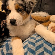 Bluey participe au concours pour gagner de l'argent avec cette photo : puppy, dog, tricolor, fluffy, blanket, blue, white, pattern, indoor, pet, cute, fur, paw, relaxed, cozy, resting, animal, young, companion, soft