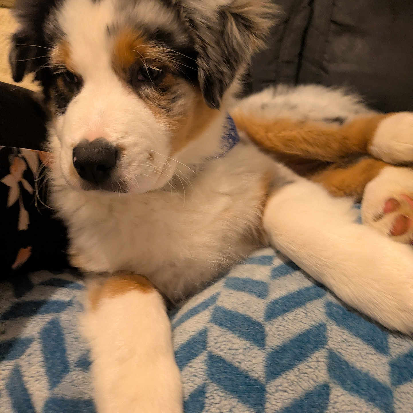 Bluey participe au concours pour gagner de l'argent avec cette photo : animal, blanket, blue, companion, cozy, cute, dog, fluffy, fur, indoor, pattern, paw, pet, puppy, relaxed, resting, soft, tricolor, white, young