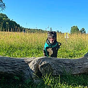 Bloo joined the competition — help win amazing prizes! animal, black_dog, blue_sky, daytime, dog, field, grass, greenery, happy, harness, log, meadow, nature, outdoor, pet, playful, summer, sunlight, tongue_out, trees