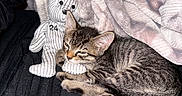 Mr. Pickles is registered to the contest to win money with this photo: kitten, cat, plush_toy, teddy_bear, striped, blanket, pink_blanket, gray_blanket, snuggling, black_blanket, sleepy, cute, feline, indoor, pet, resting, cozy, fur, small_animal, bedroom