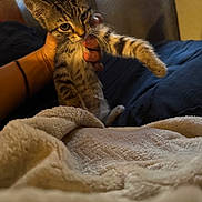 Mr. Pickles is registered to the contest to win money with this photo: kitten, cat, tabby, pet, animal, hand, indoor, blanket, bed, cozy, curtains, feline, young, cute, fur, whiskers, paw, resting, domestic, warm