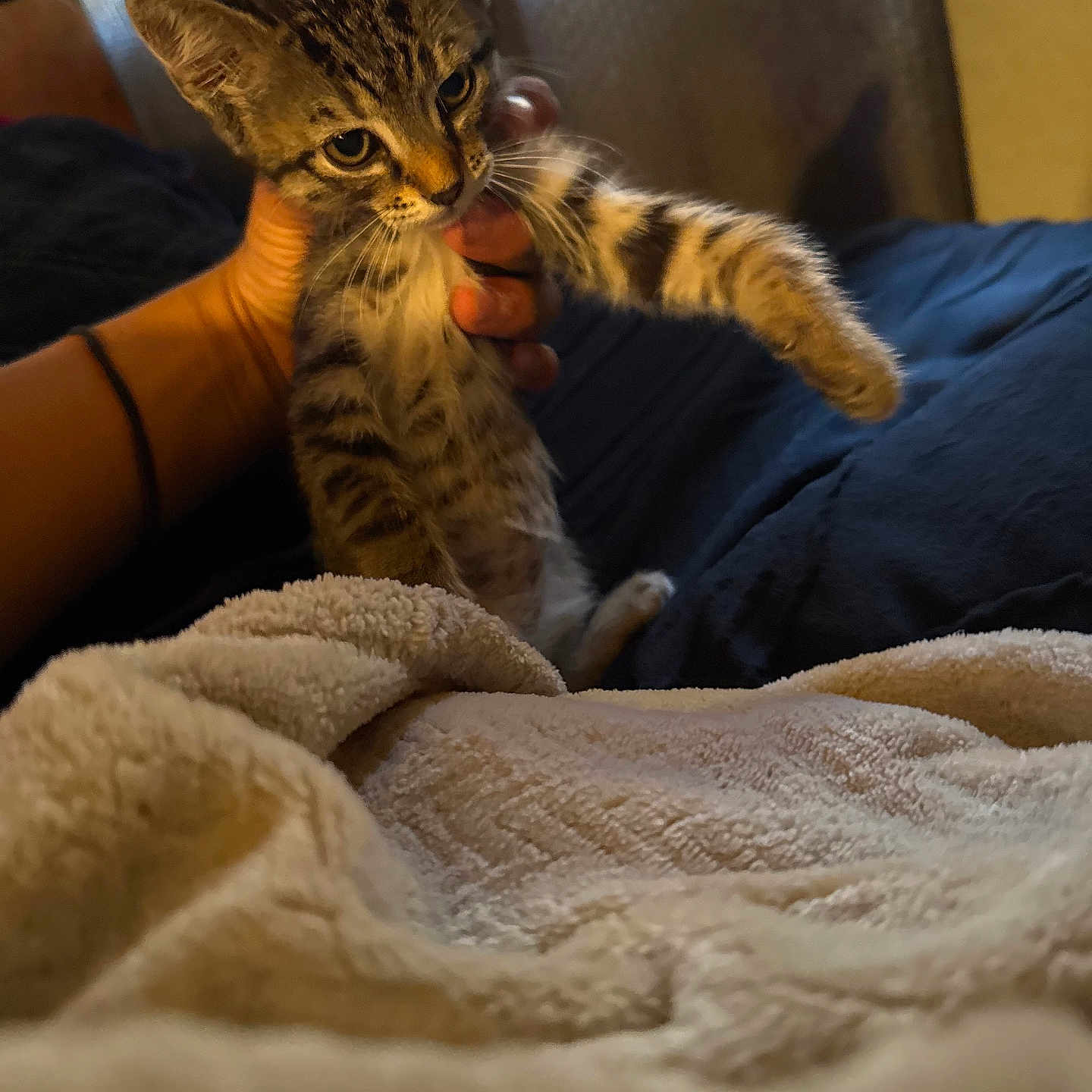 Mr. Pickles