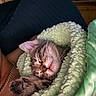 Mr. Pickles joined the competition — help win amazing prizes! cat, kitten, sleeping, paw, blanket, cozy, cute, fur, pet, animal, resting, indoors, green, soft, closeup, relaxation, snuggled, comfort, domestic, young