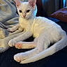 kitten, white_cat, pet, animal, feline, ears, paw_pads, blanket, indoor, resting, cute, young_cat, fur, small, cozy, relaxed, mammal, whiskers, domestic_cat, sleepy