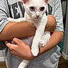 kitten, white_cat, heterochromia, blue_eye, brown_eye, pet, animal, cute, feline, domestic_cat, person, arms, gray_shirt, indoor, holding, close_up, soft_fur, pink_paws, curious, alert