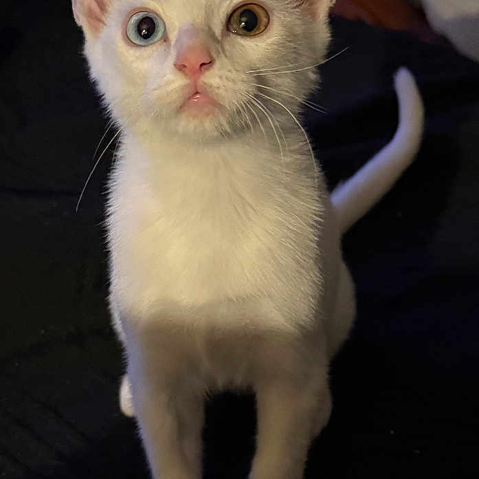 Kleopatra