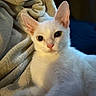 white_cat, cat, pet, animal, feline, ears, eyes, blanket, soft_texture, indoor, close_up, cute, curious, lying_down, fur, portrait, domestic_animal, cozy, resting, mammal