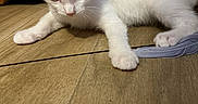 Kleopatra joined the competition — help win amazing prizes! white_kitten, cat, feather_toy, wooden_floor, furniture, indoor, pet, curious, lying_down, playful, ears, animal, small, cute, fur, whiskers, tail, domestic_cat, young, closeup