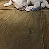 white_cat, kitten, feather_toy, wooden_floor, pet, animal, indoor, playing, paw, close_up, young_cat, curious, flooring, feline, domestic_cat, pet_toy, small_cat, cute, animal_behavior, relaxed