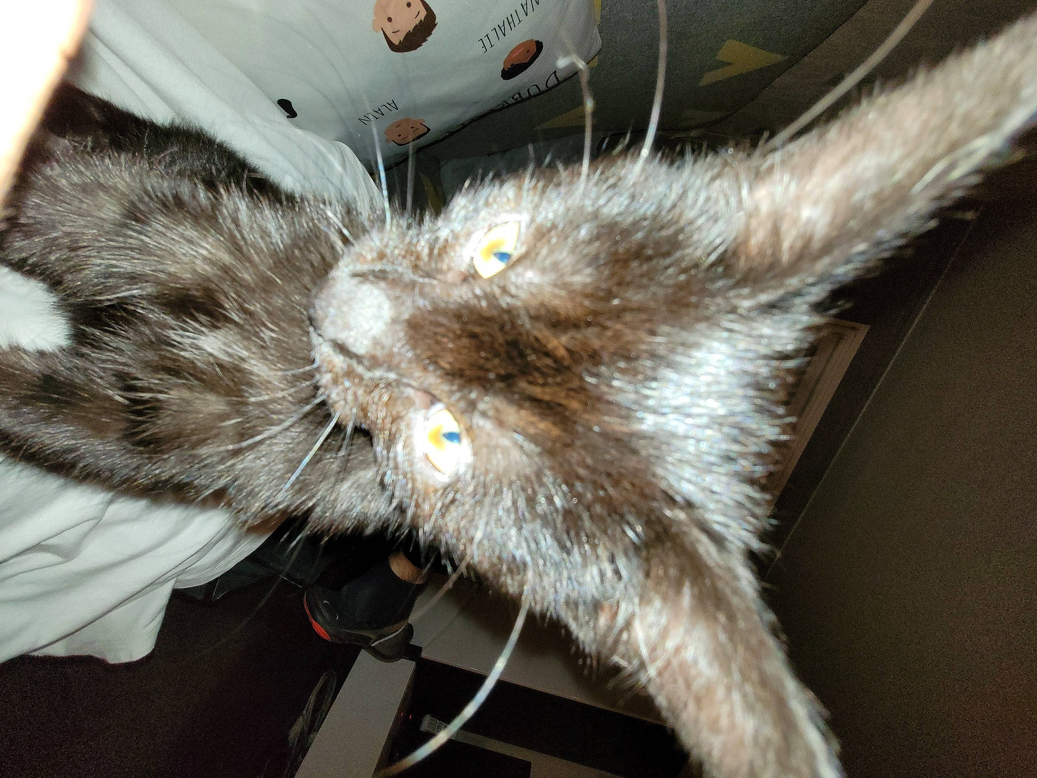 Snooky a rejoint le concours — aidez-le/la à gagner de superbes lots ! carnivore, cat, claw, comfort, domestic_short_haired_cat, felidae, fur, grey, paw, small_to_medium_sized_cats, snout, tail, whiskers