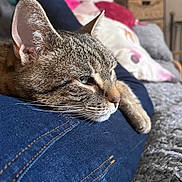 Minette a rejoint le concours — aidez-le/la à gagner de superbes lots ! casual, cat, closeup, comfort, couch, cozy, cushions, feline, fur, gray_rug, home, indoor, jeans, leg, pet, relaxing, resting, tabby, texture, whiskers