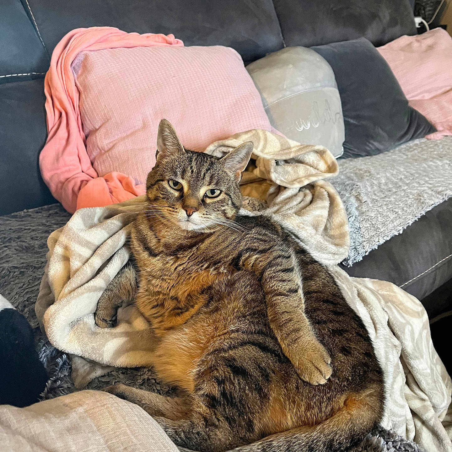 Minette a rejoint le concours — aidez-le/la à gagner de superbes lots ! blanket, cat, couch, cozy, cute, domestic_animal, fur, furniture, home, indoor, living_room, mammal, pet, pillow, relaxed, resting, striped, tabby, tail, whiskers