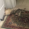 cat, tabby_cat, indoor, carpet, rug, door, floor, tile, curious, pet, animal, feline, relaxed, lying_down, belly_up, home, domestic, patterned_rug, carpeted_floor, door_frame