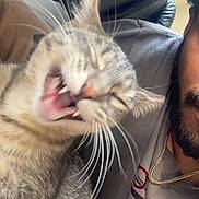 Nisma is registered to the contest to win money with this photo: cat, close_up, blurry, indoor, person_partial, gray_shirt, gold_chain, feline, whiskers, teeth, yawning_cat, pet, domestic_animal, snuggling, face_partial, chair, couch, hair, mouth_open, furry