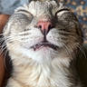 cat, close_up, face, feline, smile, whiskers, pink_nose, teeth, fur, content, relaxed, indoor, pet, animal, cute, portrait, happy, eyes_closed, muzzle, tabby