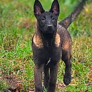 Neyven participe au concours pour gagner de l'argent avec cette photo : dog, puppy, black_dog, tan_markings, outdoor, grass, path, autumn, leaves, walking, animal, canine, nature, young_dog, alert, ears_up, fur, mammal, pet, daylight